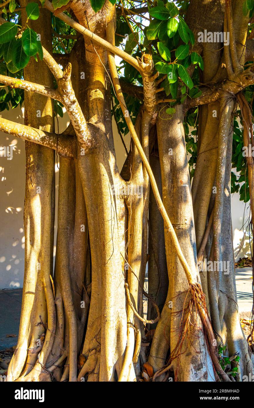 Huge beautiful Ficus maxima Fig tree in Playa del Carmen Quintana Roo ...