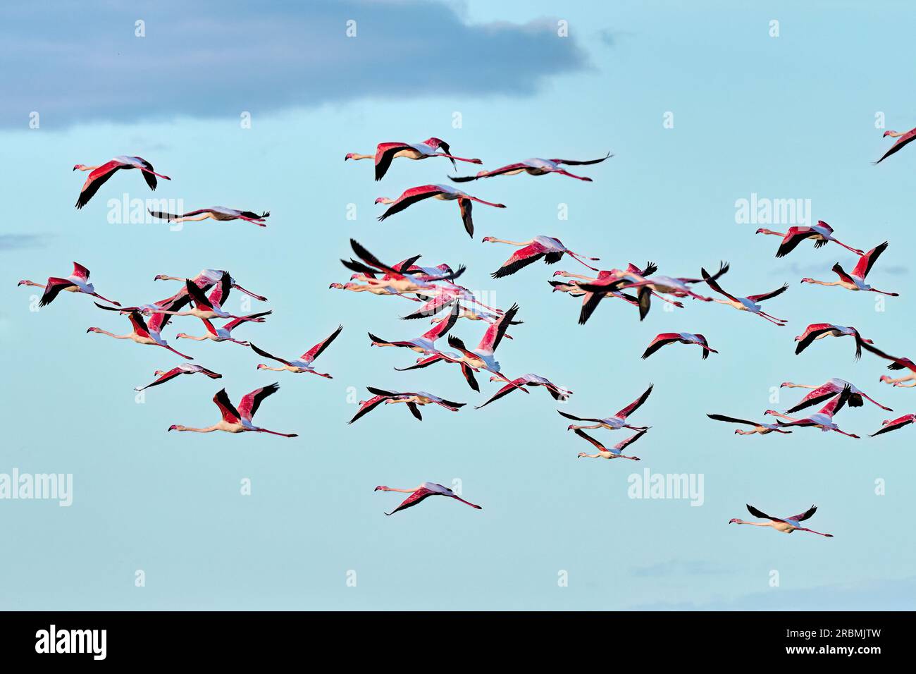 rose flamingos, Phenicopterus roseus, in the wetlands of Isla Christina, Andalusia Spain Stock Photo