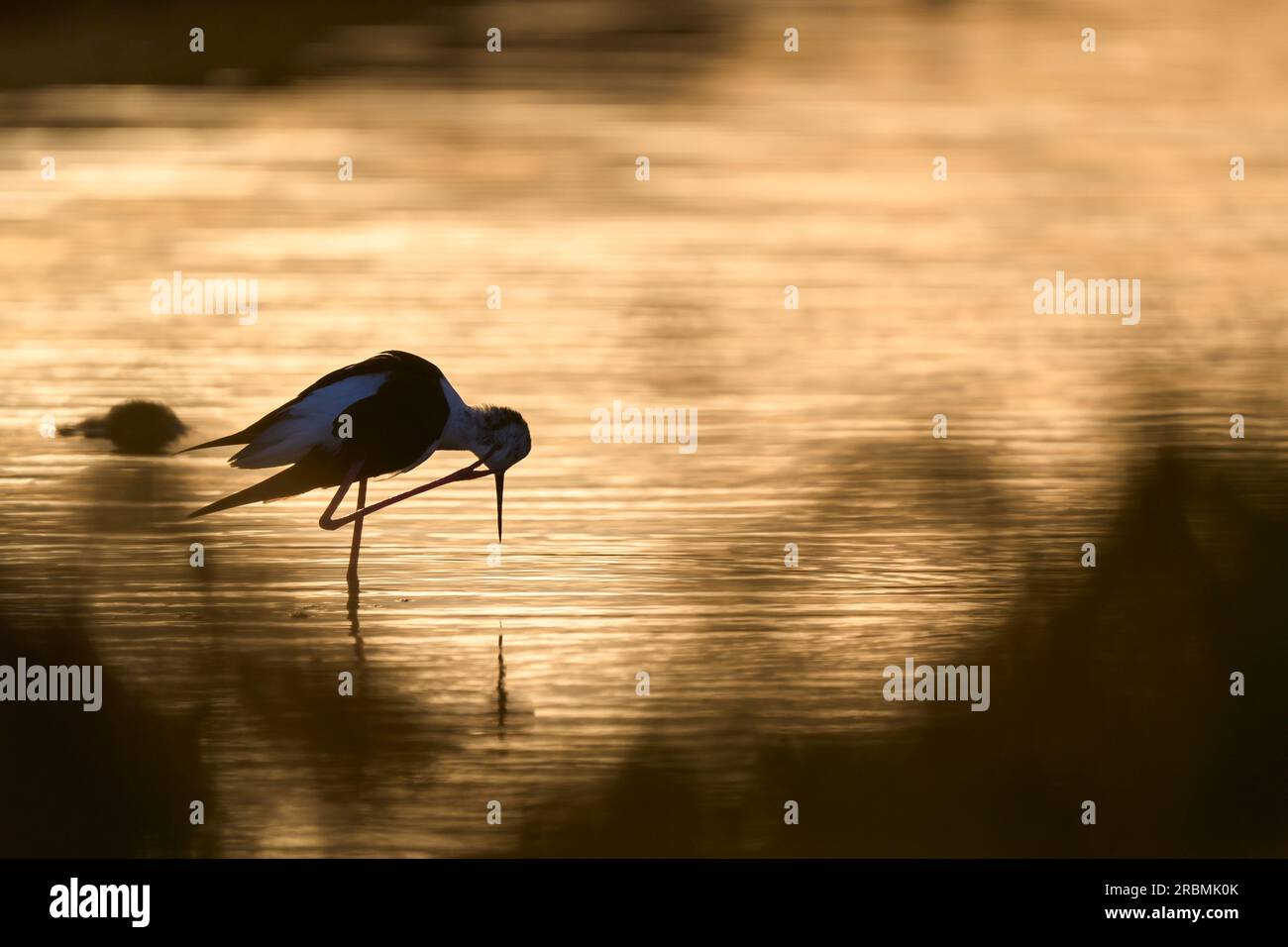 Black-winged Stilz sea bird in its natural habitat in the wetlands of Isla Christina, Andalusia, Spain Stock Photo