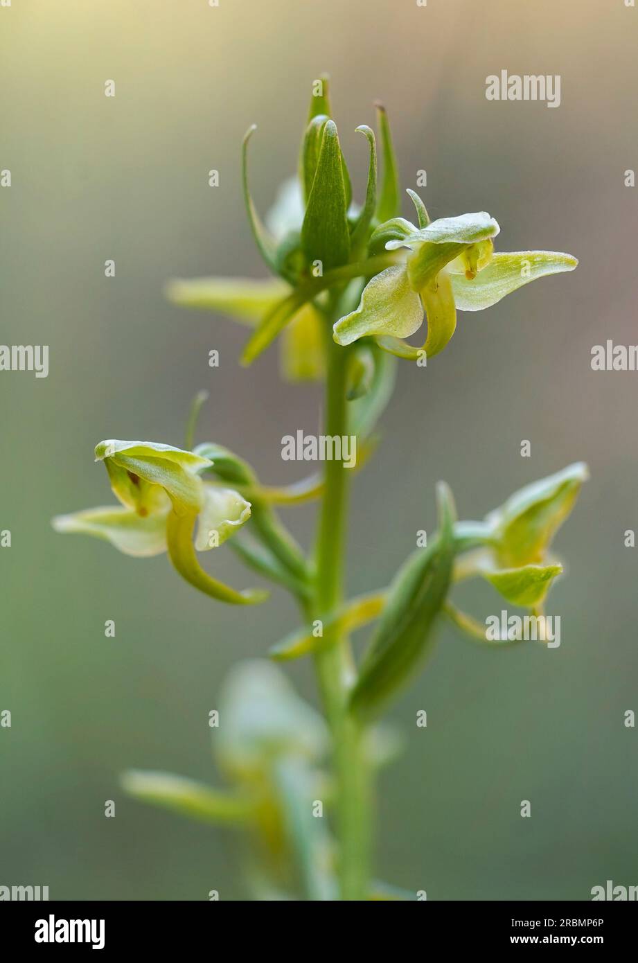 Wild orchid, Platanthera algeriensis, rare wild orchid next to stream, Andalucia, Spain. Stock Photo