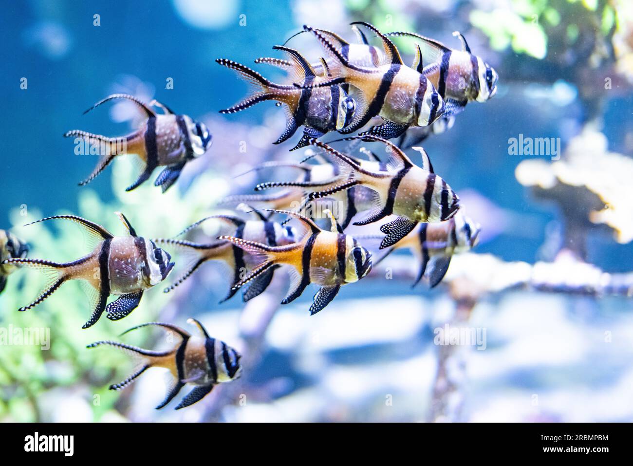 Fishes in the largest aquarium of Europe, Nausicaa, in Boulogne-sur-mer, France. Stock Photo