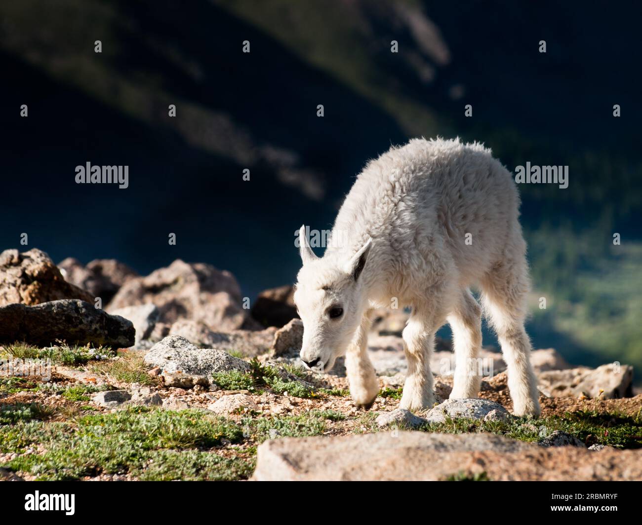 Mountain Goat Kid Stock Photo - Alamy