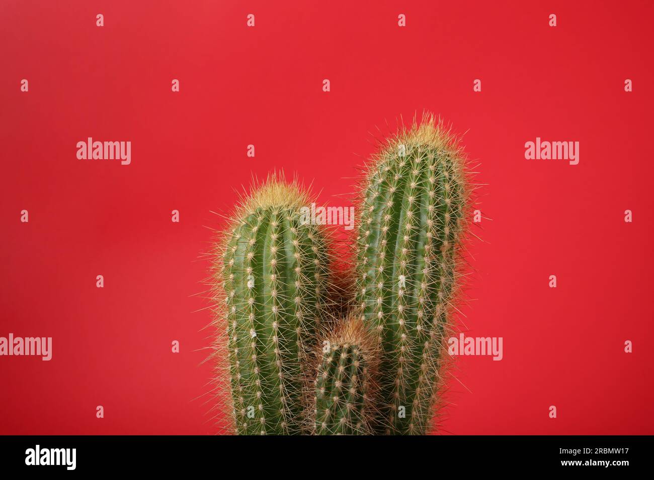 Beautiful green cactus on red background. Tropical plant Stock Photo