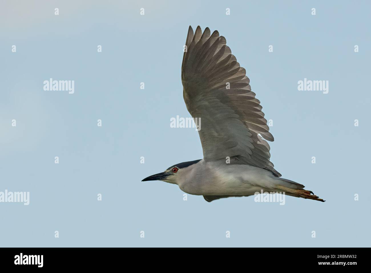 Black-crowned night heron in flight. Flying with spread wings in the blue sky. Side view, closeup. Genus Nycticorax nycticorax Dubnica, Slovakia Stock Photo