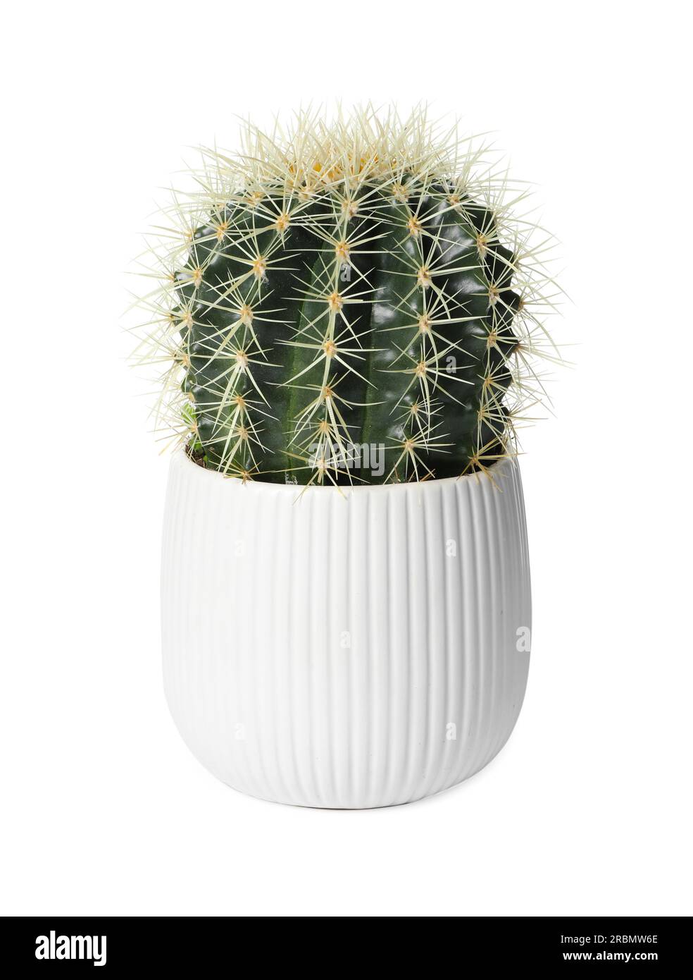 Beautiful cactus plant in pot on white background. House decor Stock ...