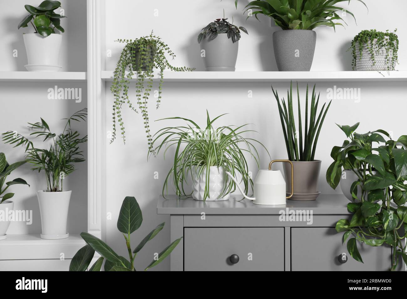 Green houseplants in pots and watering can near white wall Stock Photo ...