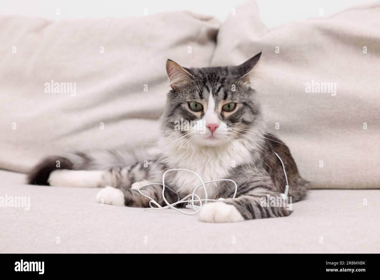 Naughty cat with damaged wired earphones on sofa indoors Stock Photo