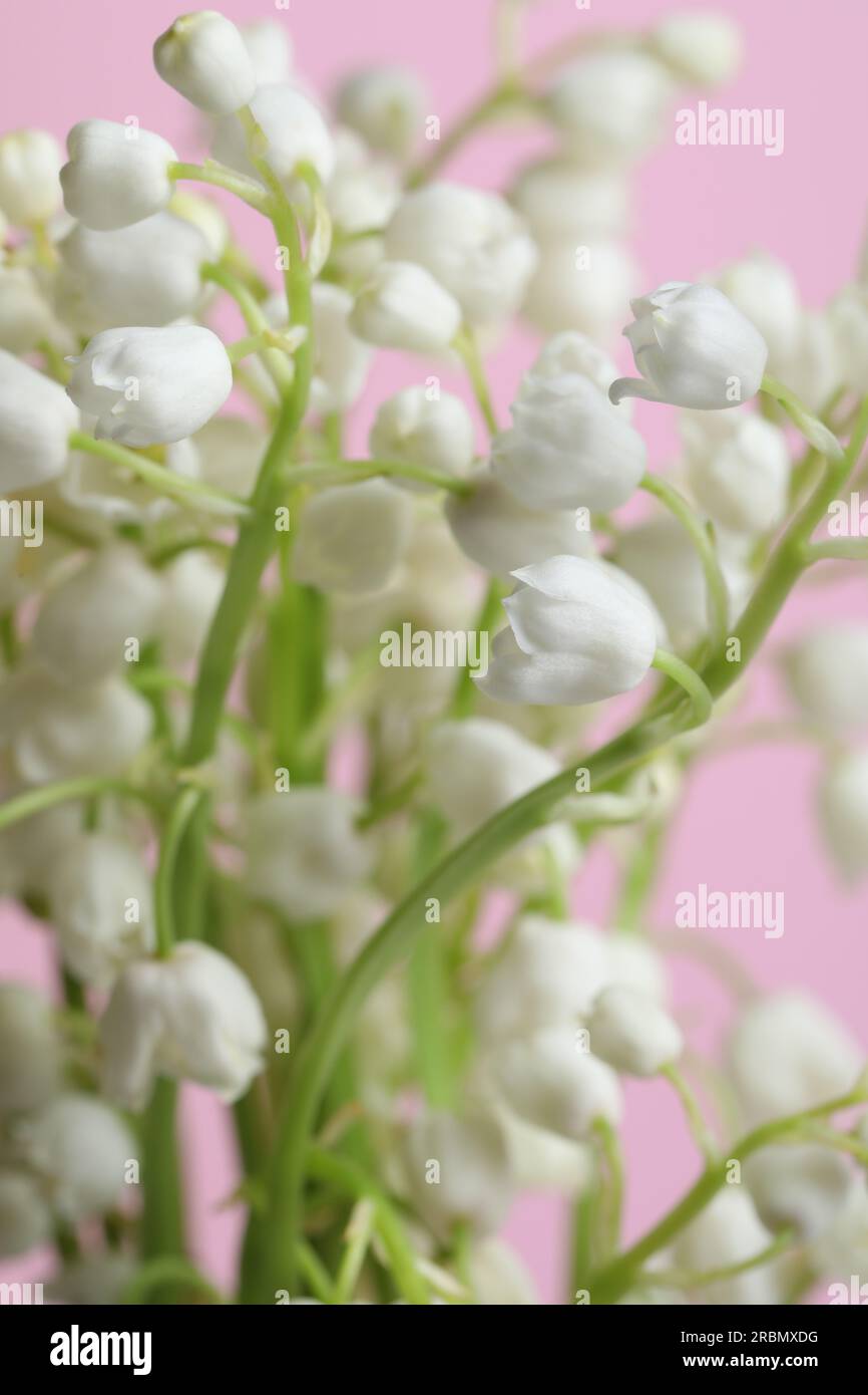 Beautiful lily of the valley flowers on pink background, closeup Stock ...