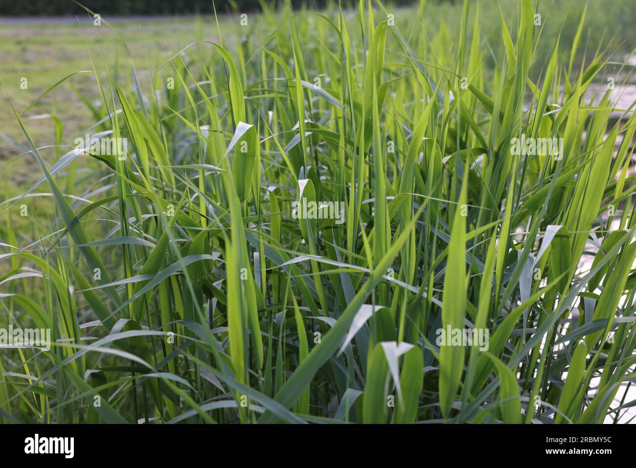 Closeup lake plants coast hi-res stock photography and images - Alamy