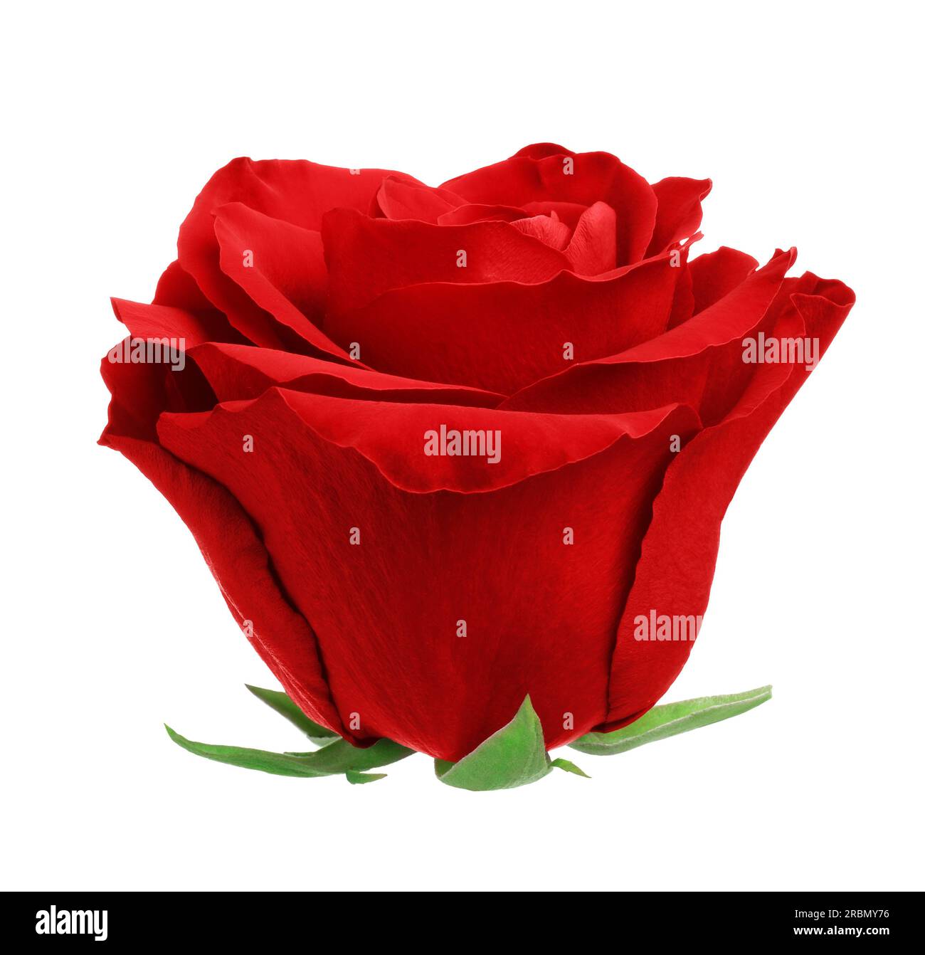 Beautiful fresh red rose isolated on white Stock Photo Alamy