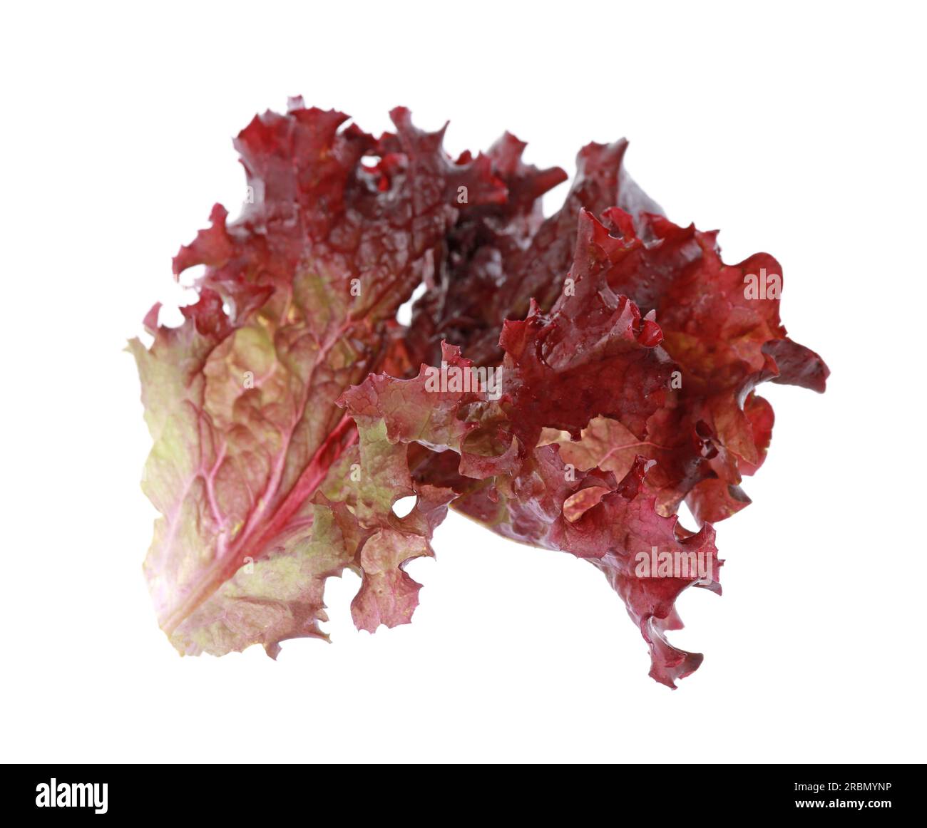 Leaf of fresh red coral lettuce isolated on white Stock Photo Alamy
