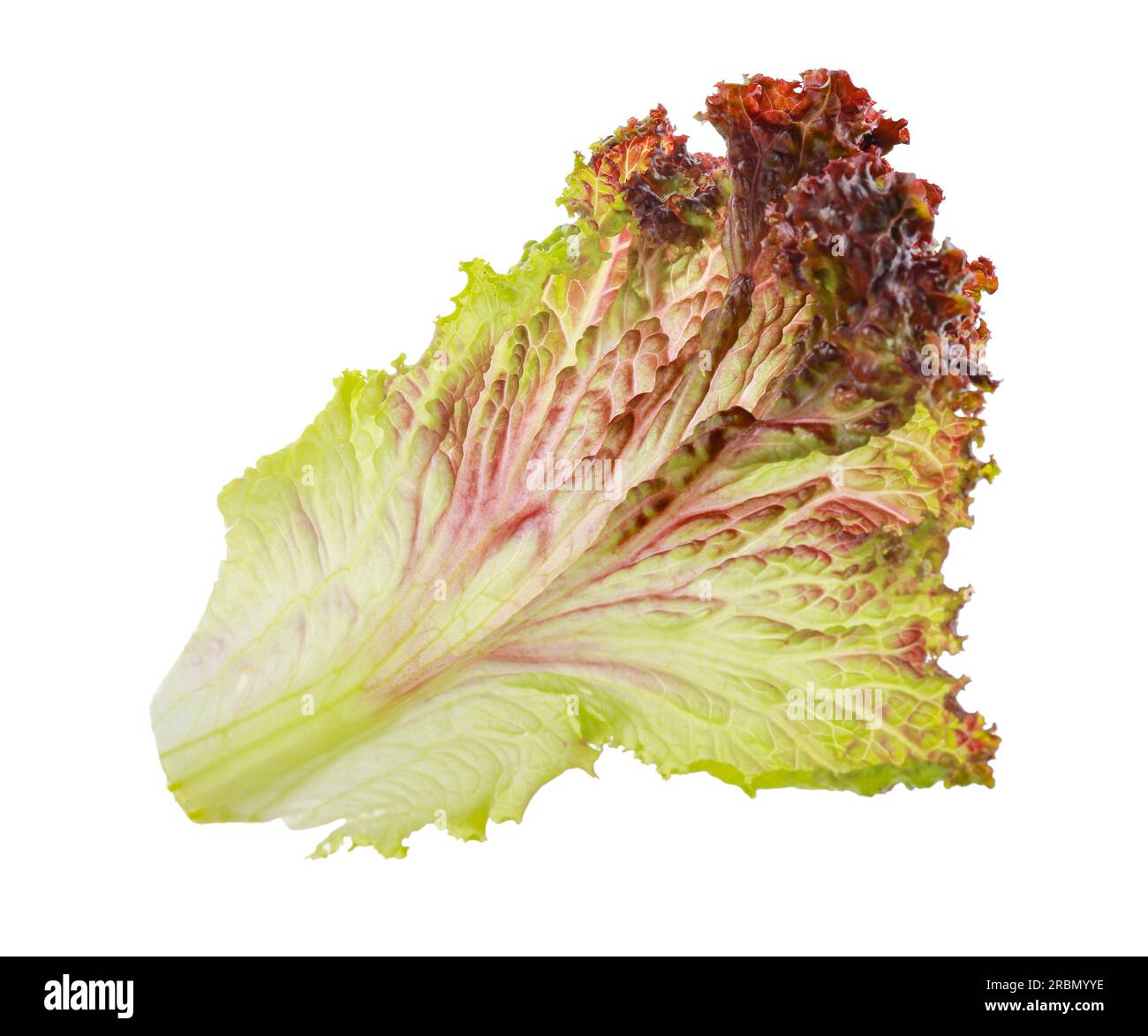 Leaf of fresh red coral lettuce isolated on white Stock Photo Alamy