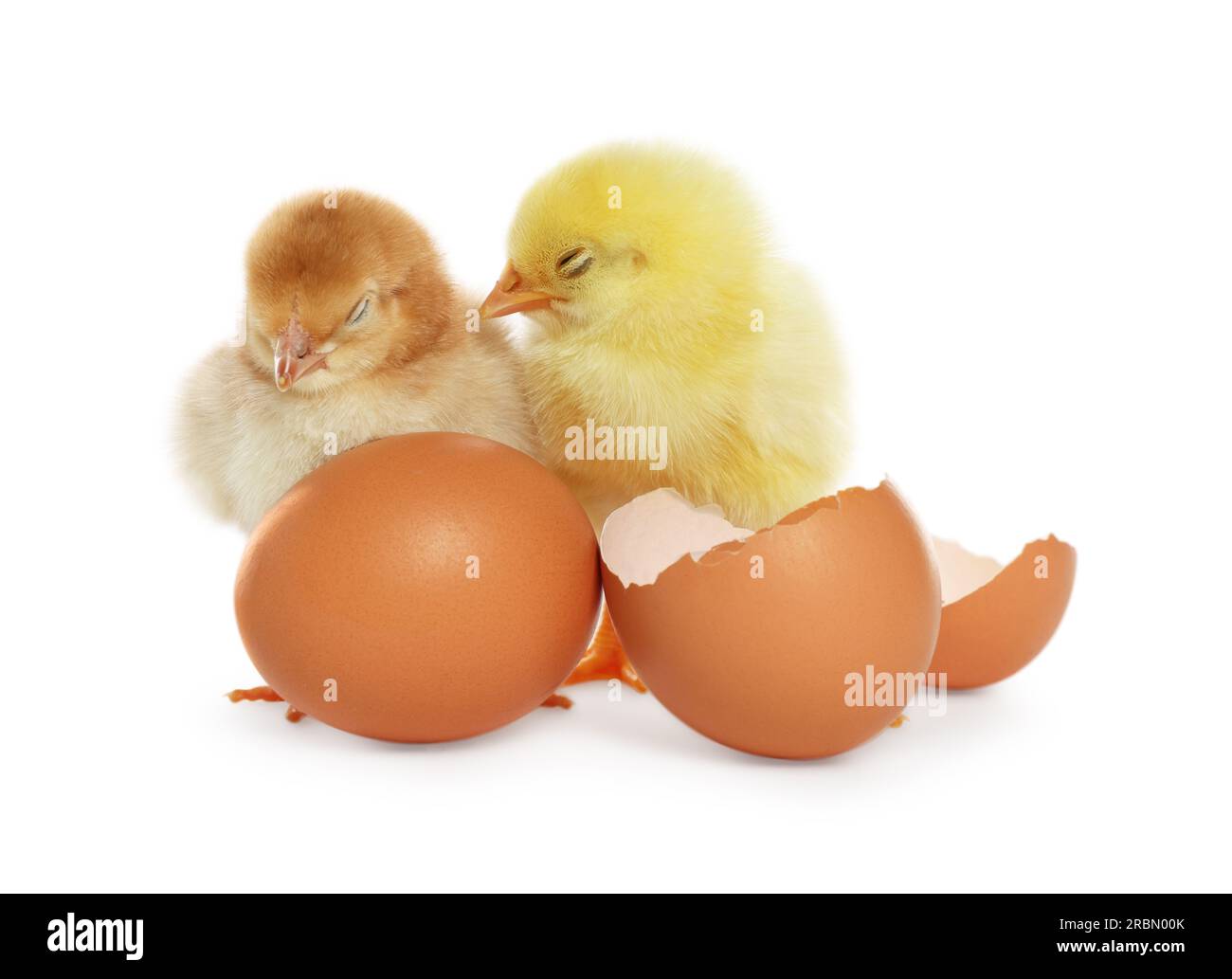 Poultry farm chicks hatching egg Cut Out Stock Images & Pictures - Alamy