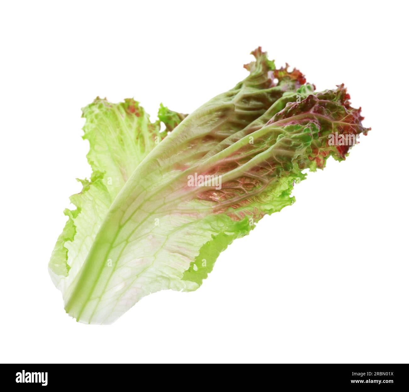 Leaf of fresh red coral lettuce isolated on white Stock Photo Alamy