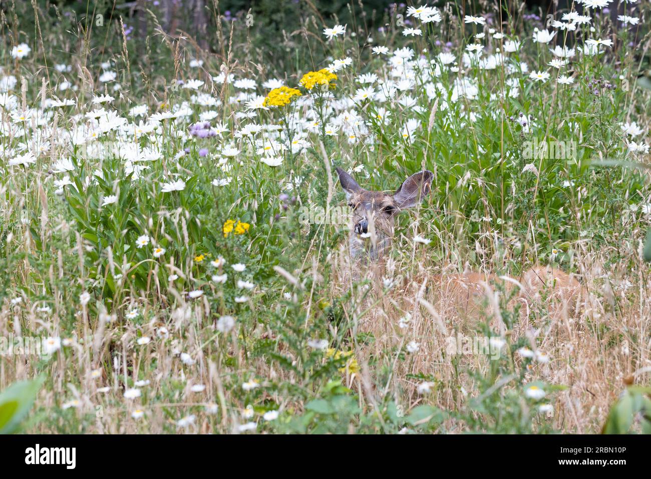 Wildflowers and wildlife hi-res stock photography and images - Alamy