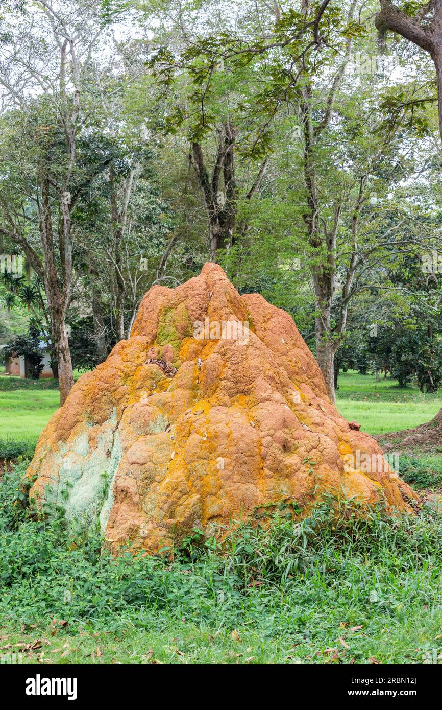 Termite mound in the Botanical Garden of Entebbe, Uganda. Stock Photo