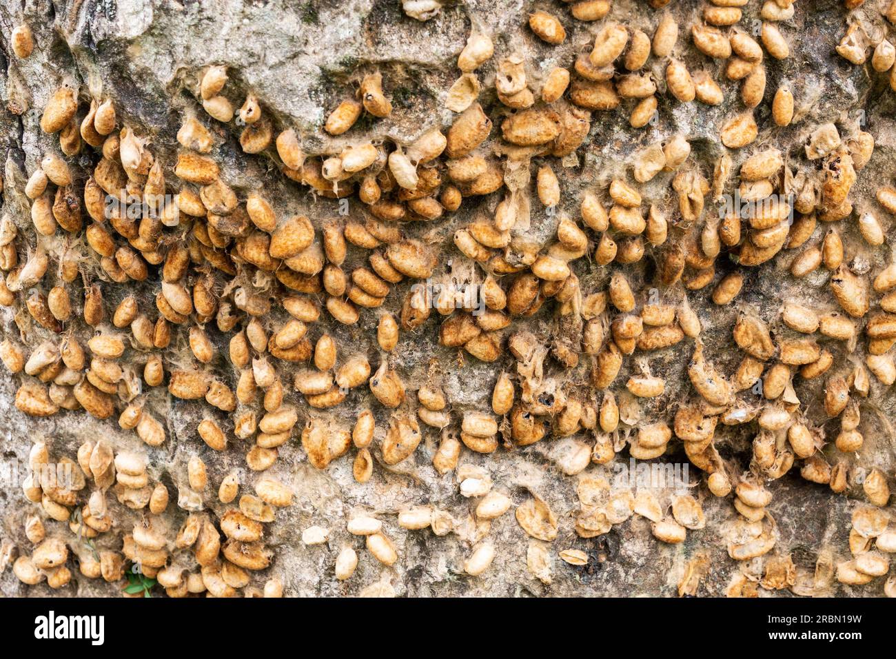 Empty cocoons of a species of African moth covering a tree trunk. Entebbe Botanical Garden, Uganda. Stock Photo