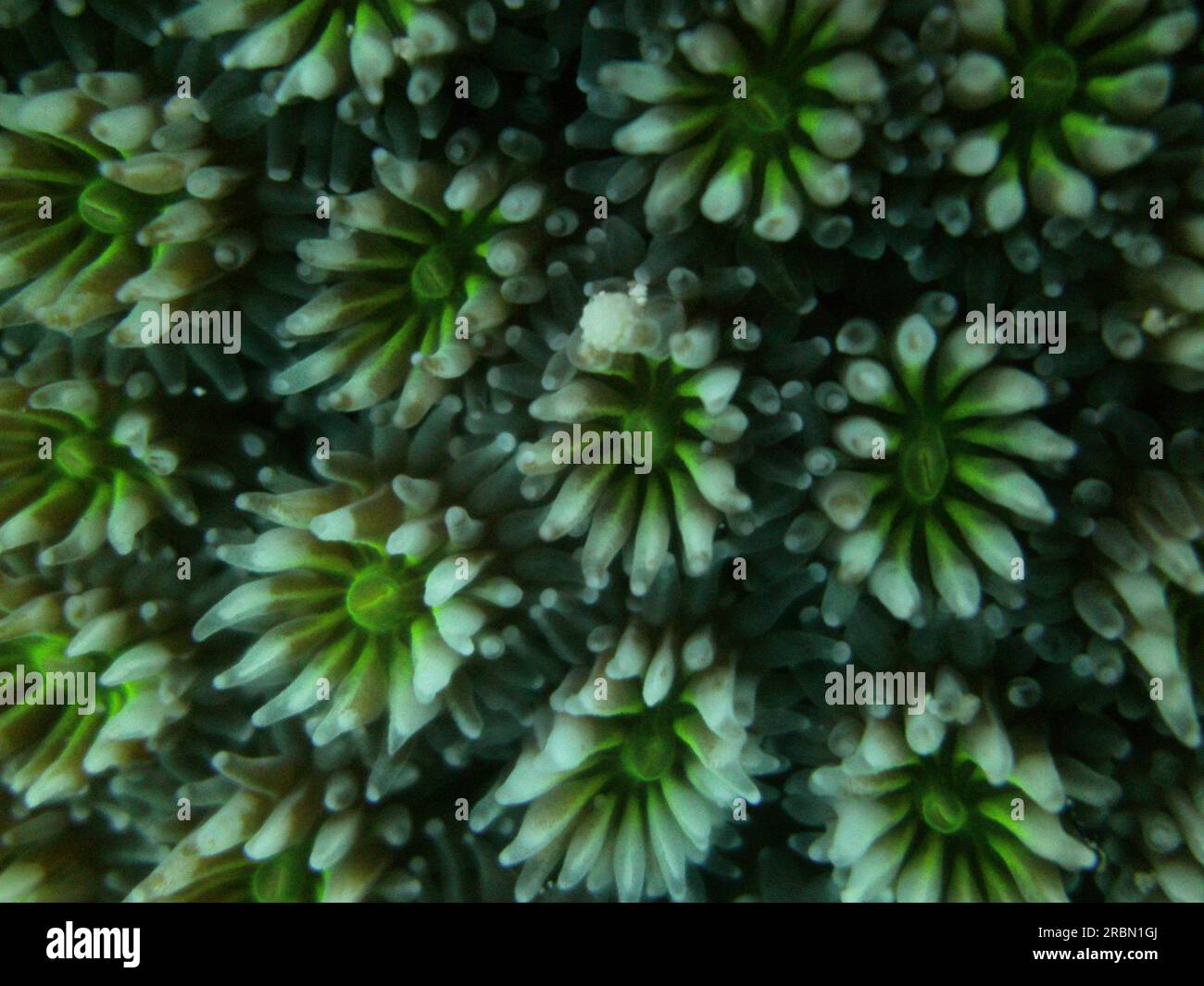 macro of coral Stock Photo - Alamy