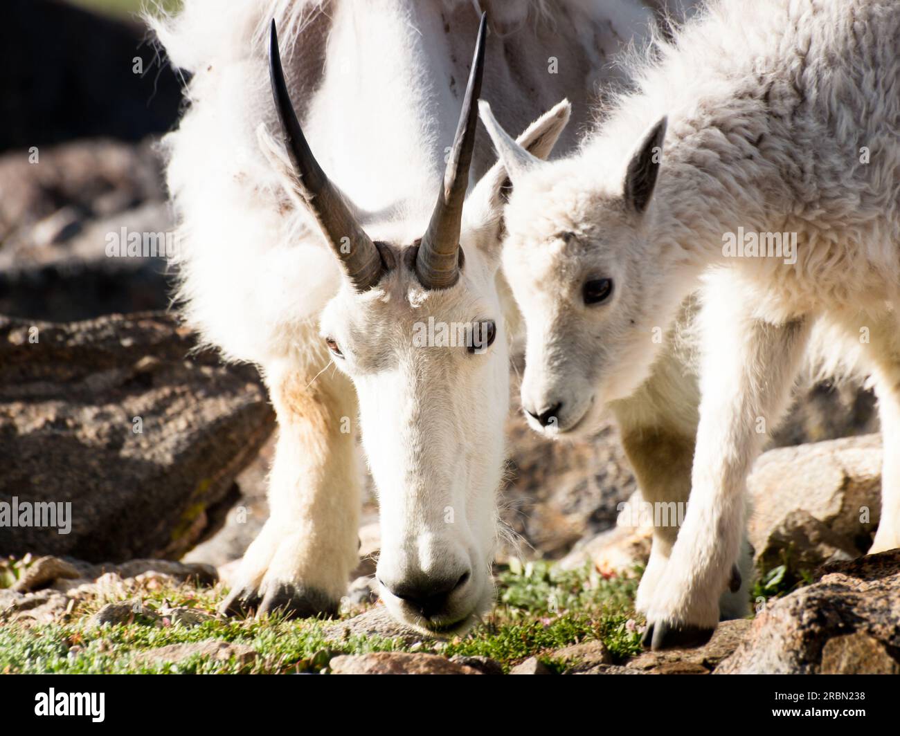Mountain Goat Kid Stock Photo - Alamy