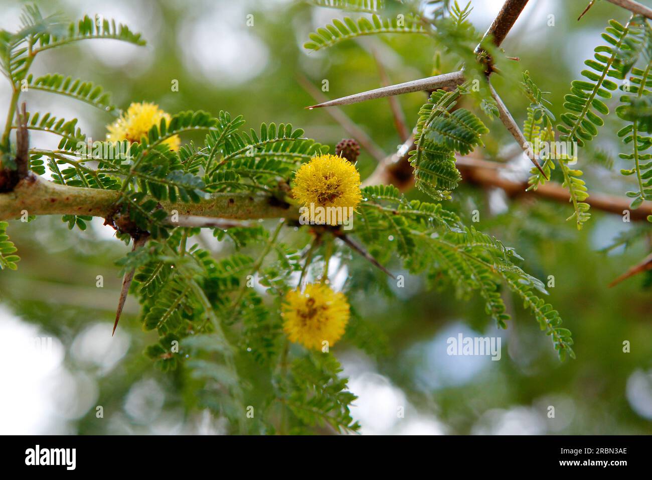 Fever tree spikes and yellow flowers photographed in the sun. Stock Photo