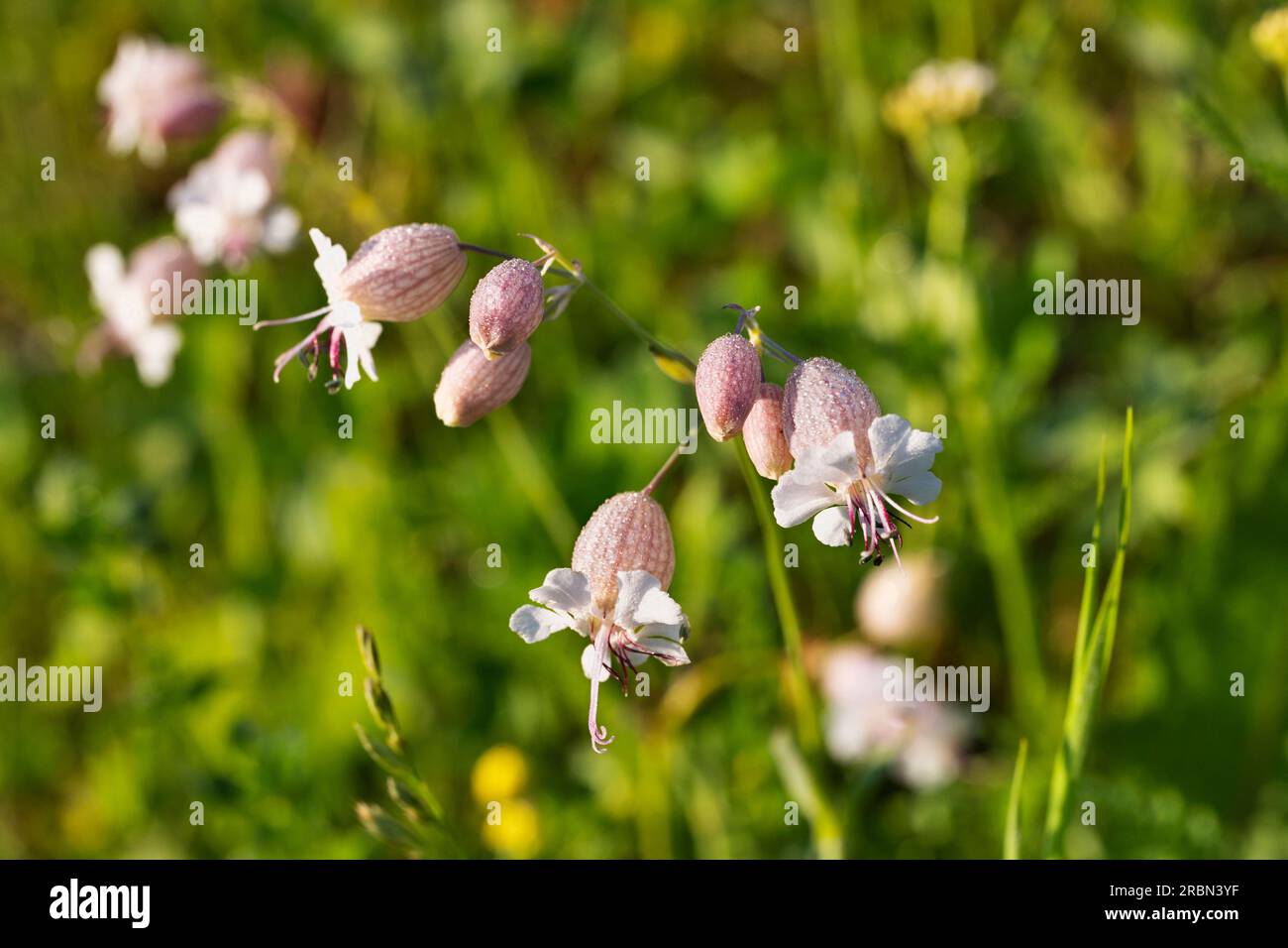 Flowering plant of bladder campion , silene vulgaris Stock Photo - Alamy