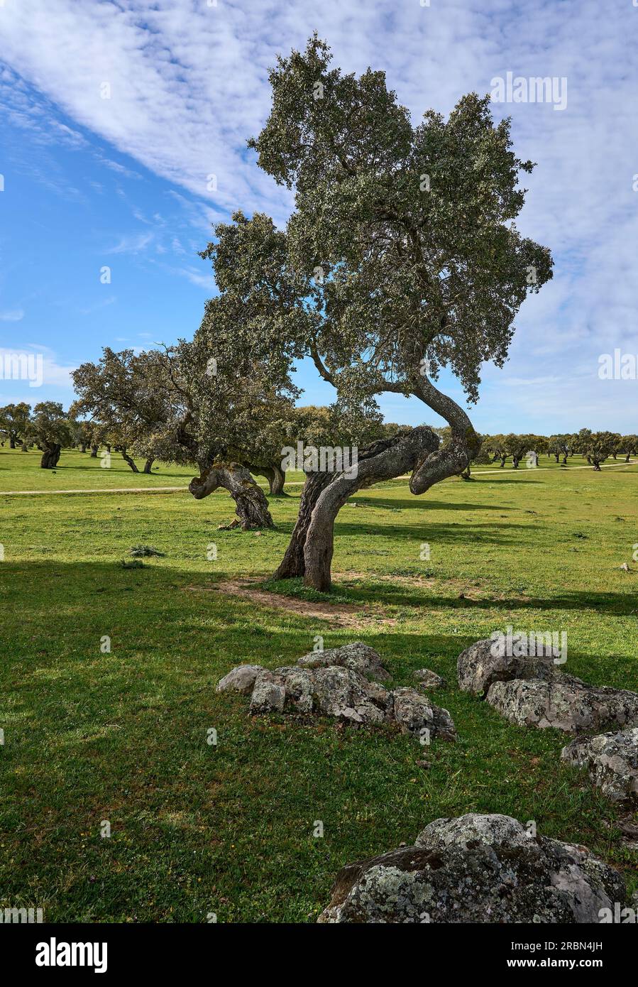rocky Landscape with stone oaks and cork oaks in the Extremadura department of Spain Stock Photo