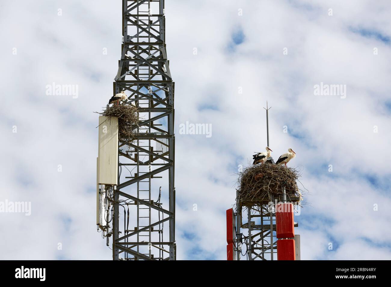 white Storks, ciconia, nesting on a cell tower, ignoring the danger of radiation Stock Photo