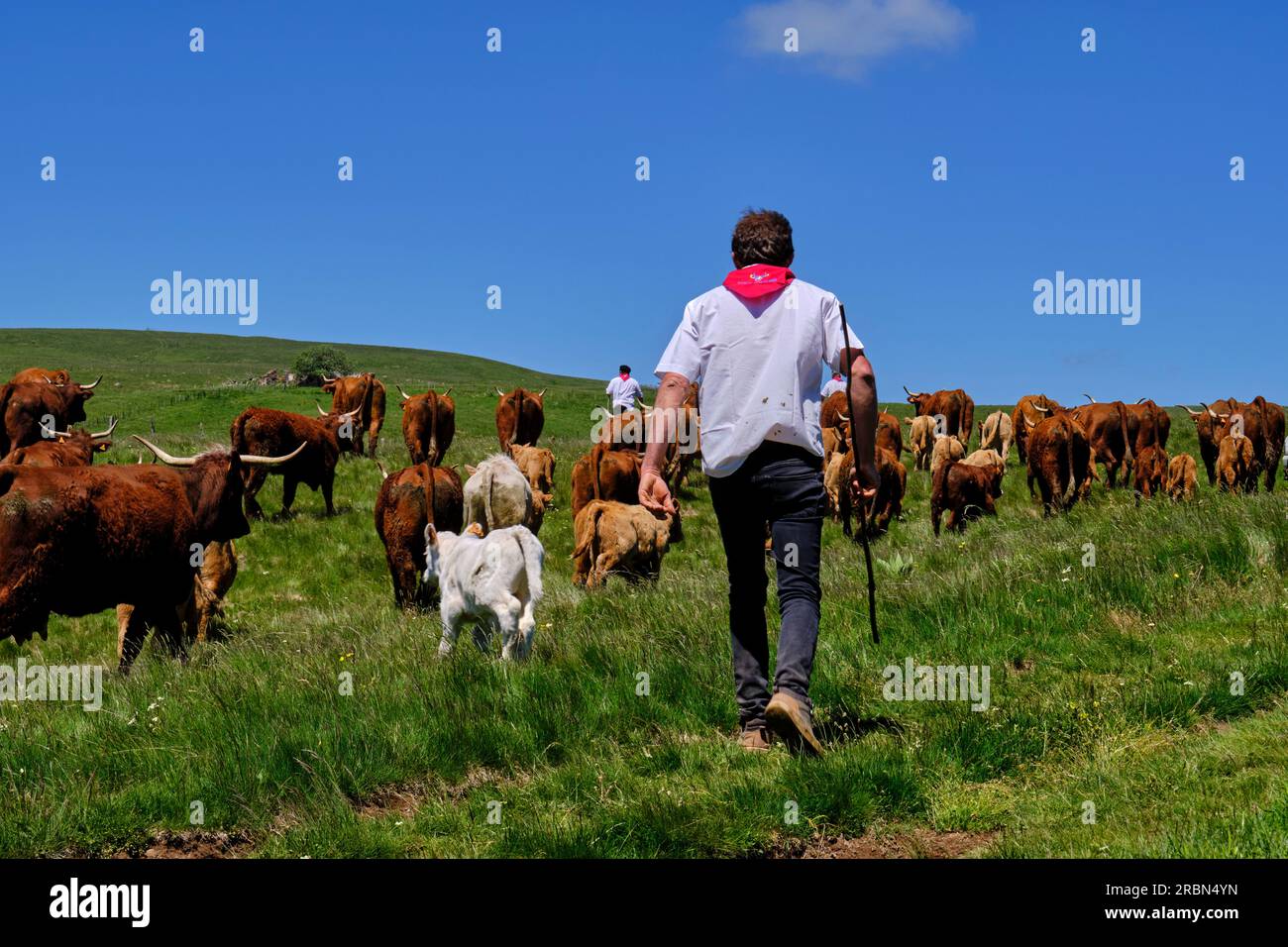 France, Cantal, Allanche, Regional Natural Park of the Volcanoes of Auvergne, Cézallier plateau, Estive festival, transhumance of the herd of Jérôme F Stock Photo