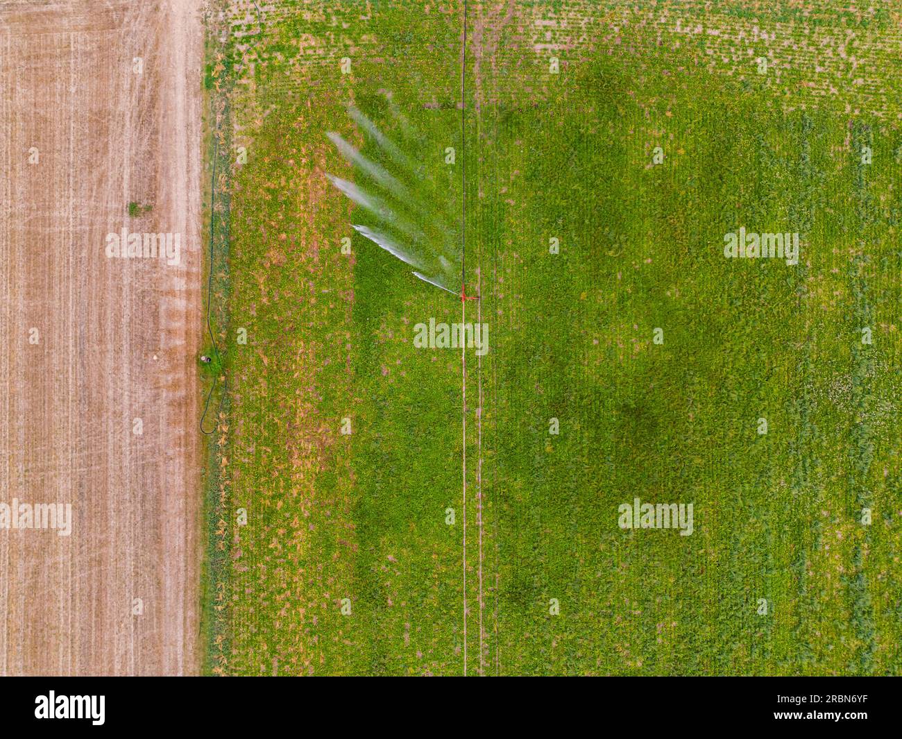 Irrigation system with sprinkler in agriculture during drought in hot summer seen from air, Germany Stock Photo