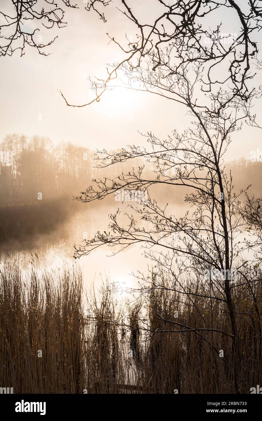 Foggy mood on the Bodden near Prerow, Mecklenburg-Western Pomerania, Northern Germany, Germany Stock Photo