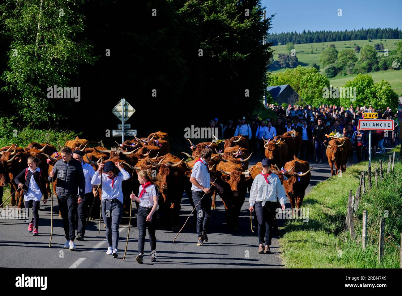 France, Cantal, Allanche, Regional Natural Park of the Volcanoes of Auvergne, Cézallier plateau, Estive festival, transhumance of the herd of Jérôme F Stock Photo