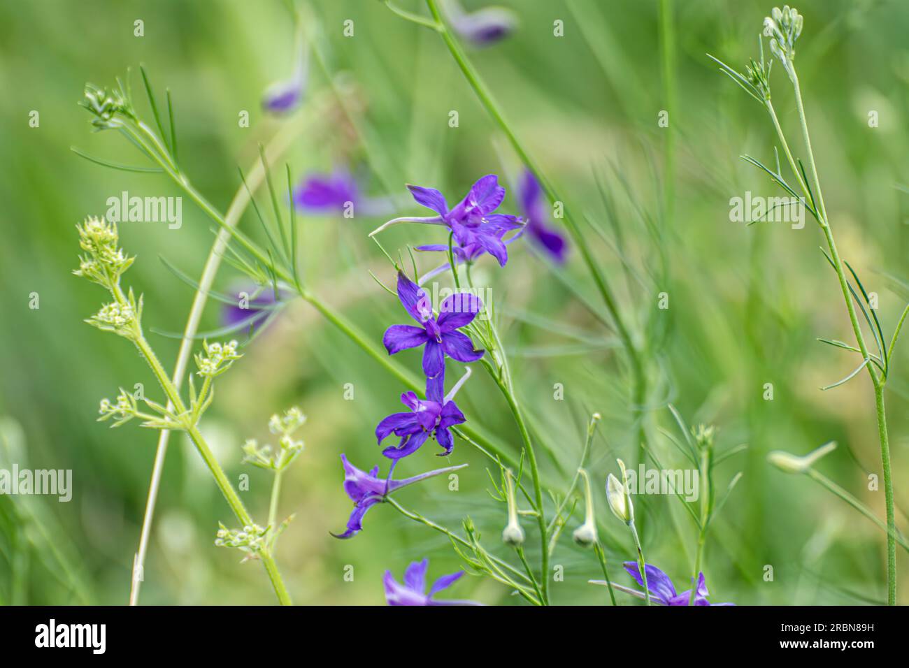 Consolida regalis, forking larkspur purple flowers in green field close-up. Tender annual herbaceous plant in spring Stock Photo