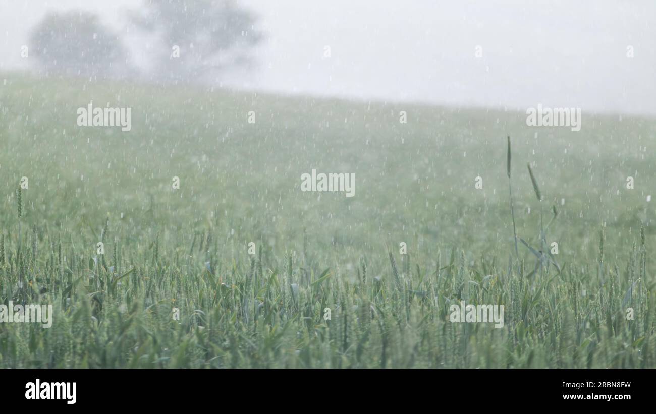 Green wheat field close-up in pouring rain weather. Young spring barley ...
