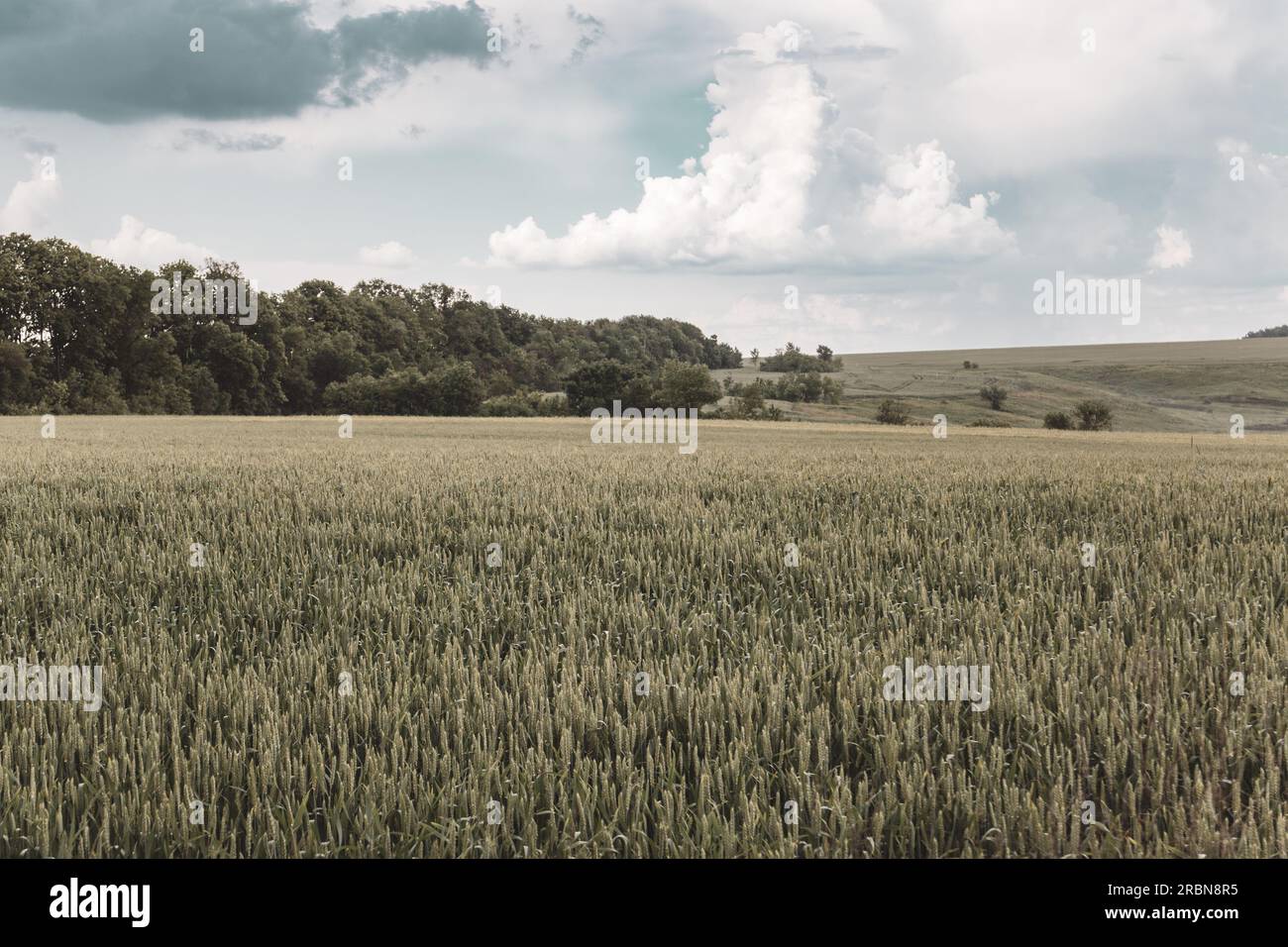 Wheat field landscape with scenic cloudy sky. Barley ears growing with trees in background. Agriculture in Ukraine, color graded Stock Photo