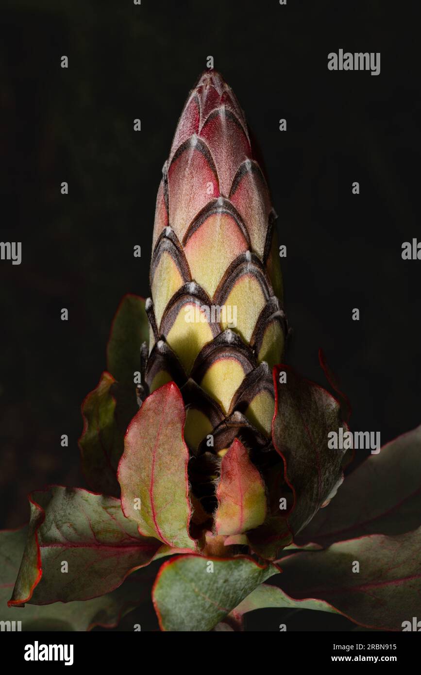 The side view of the flower bud of Protea eximia, an Australian plant, growing in a botanical garden in California, USA Stock Photo