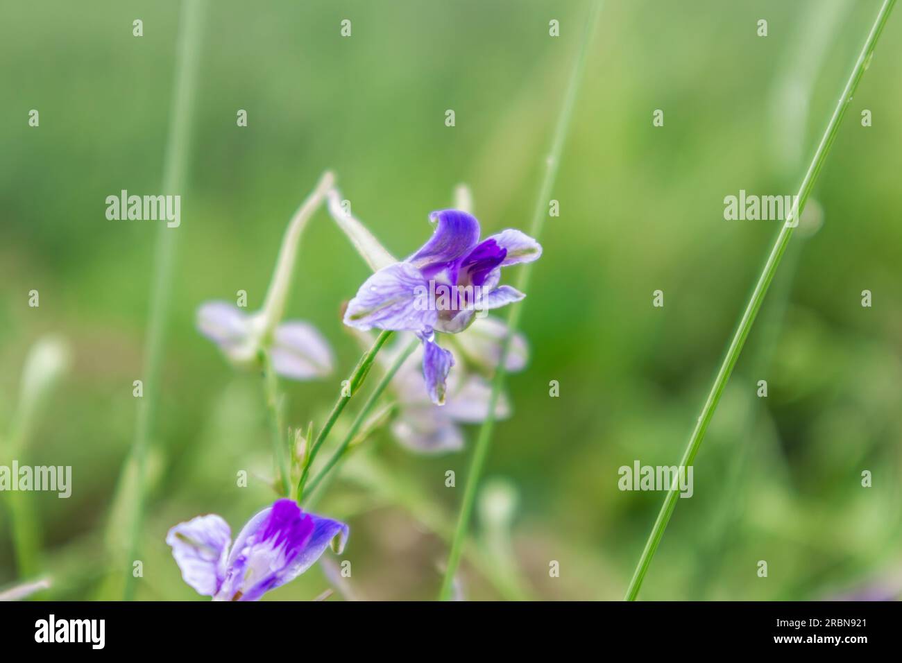 Consolida regalis, forking larkspur purple flowers in green grass field close-up. Tender annual herbaceous plant in spring Stock Photo