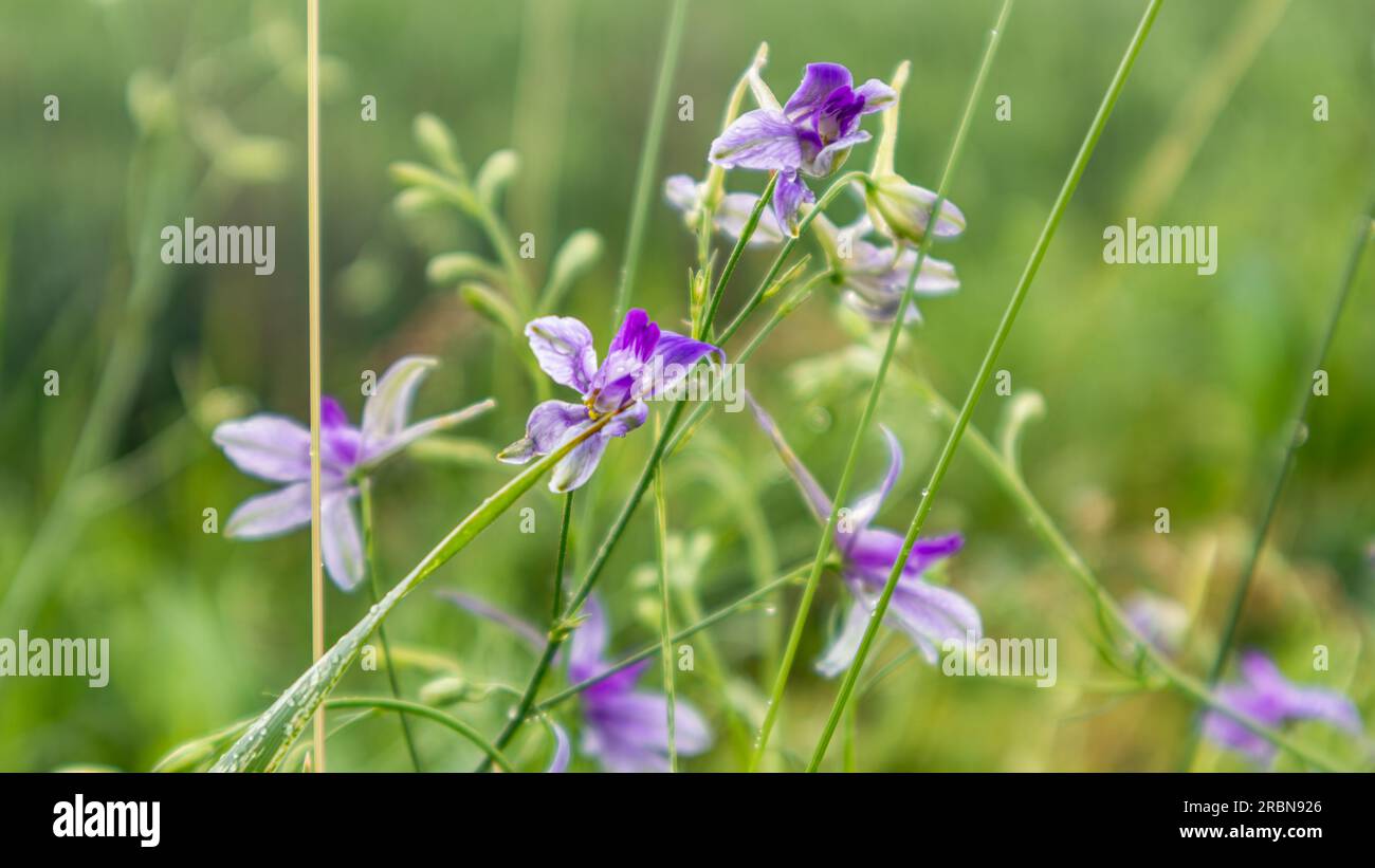 Consolida regalis, forking larkspur purple flowers with green grass field close-up. Tender annual herbaceous plant in spring Stock Photo
