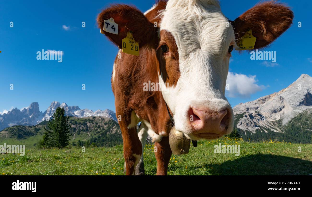 A cute cow on a meadow in the Alps Stock Photo - Alamy