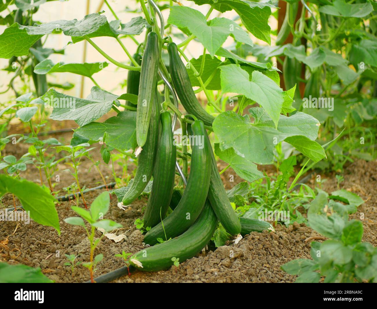 Cucumber english Cucumis sativus seedless bio green harvest farmer