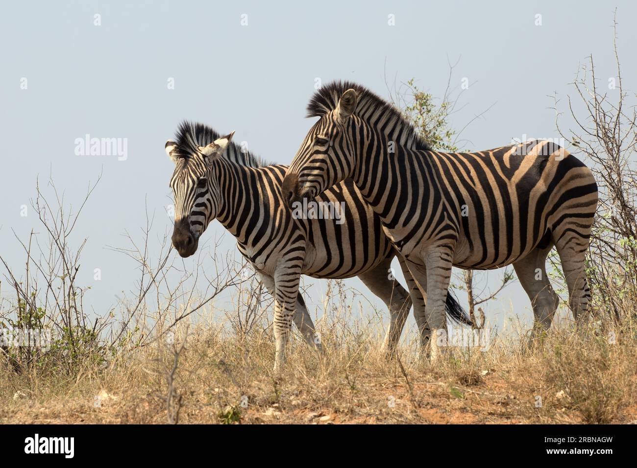 Zebras tail hi-res stock photography and images - Alamy