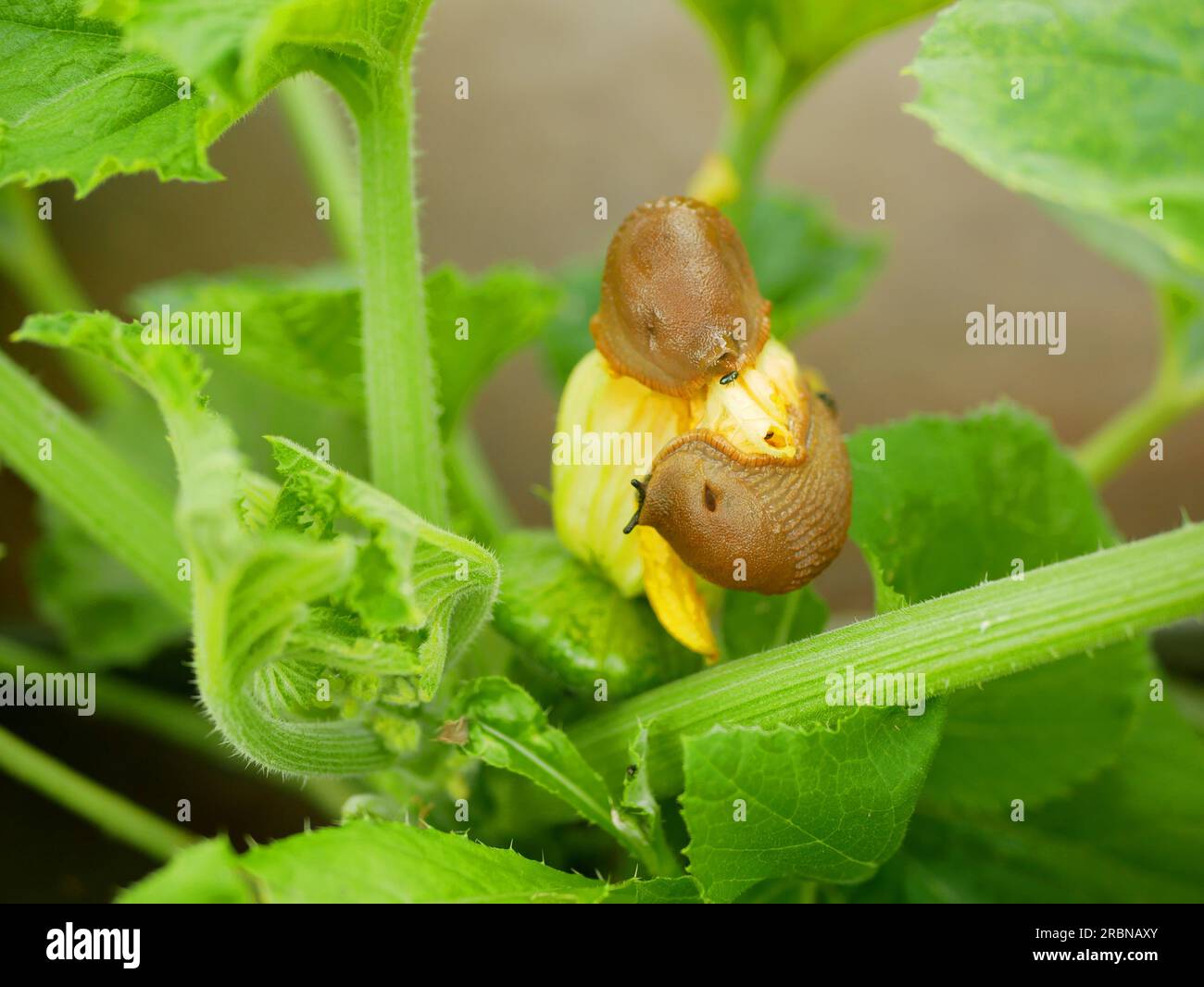 Spanish slug pest patty pan Arion vulgaris closeup snail parasitizes