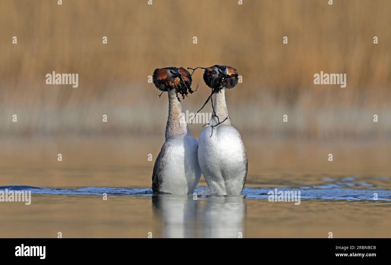 Pair of Great crested grebes in mating ceremonies Stock Photo