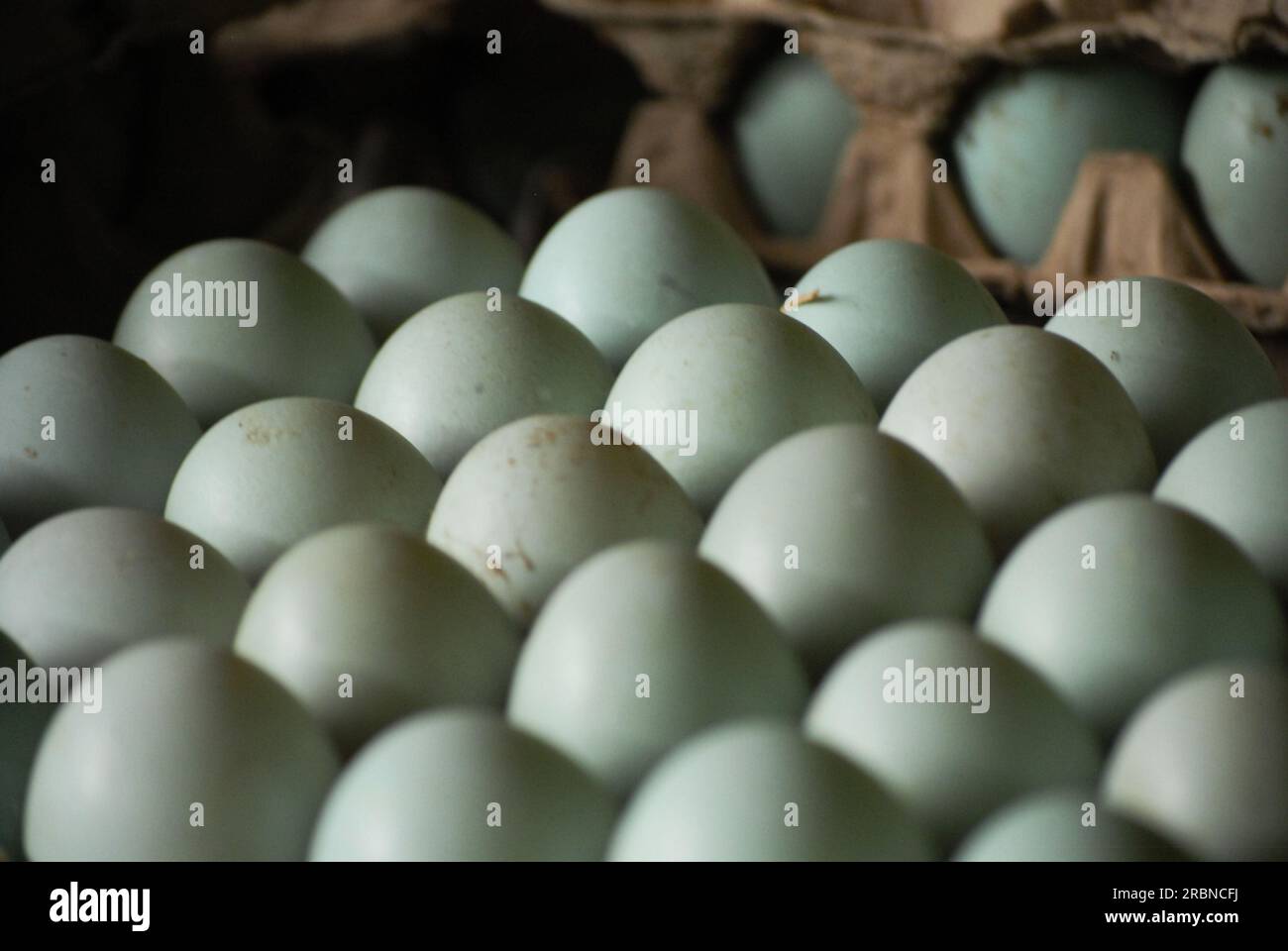 Duck eggs with blue shells come from Mojosari ducks from Indonesia