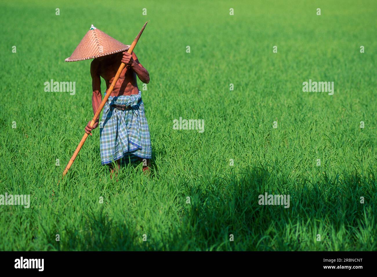 Worker in Rice Field, Bali, Indonesia, South East Asia Stock Photo