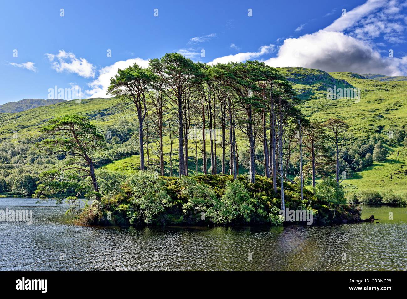 Dumbledore's Grave Lochailort Scotland a small island with Scots Pine Trees at the West end of the Loch Eilt Stock Photo