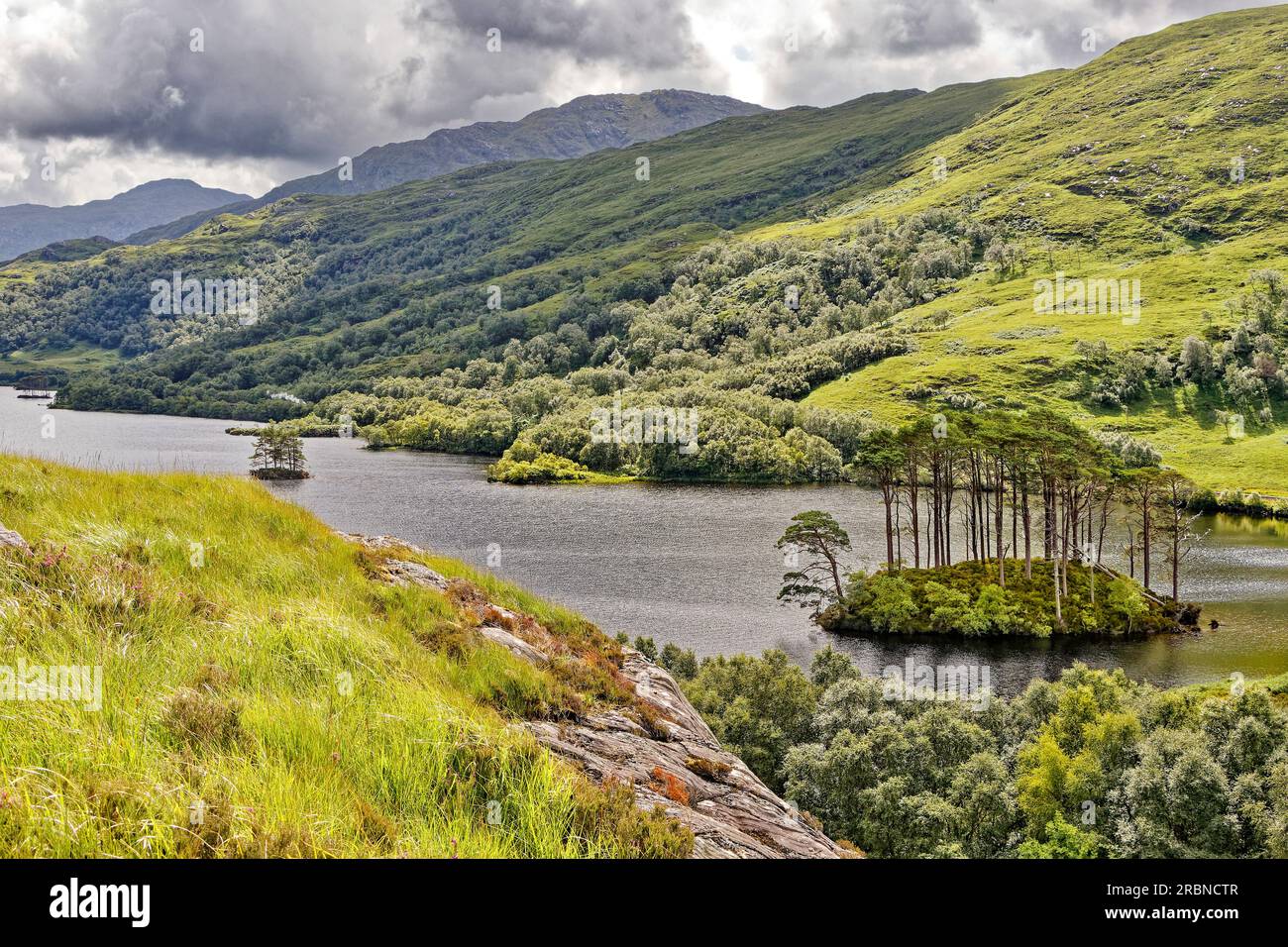 Dumbledore's Grave Lochailort Scotland the island with tall Scots Pine Trees at the west end of Loch Eilt Stock Photo