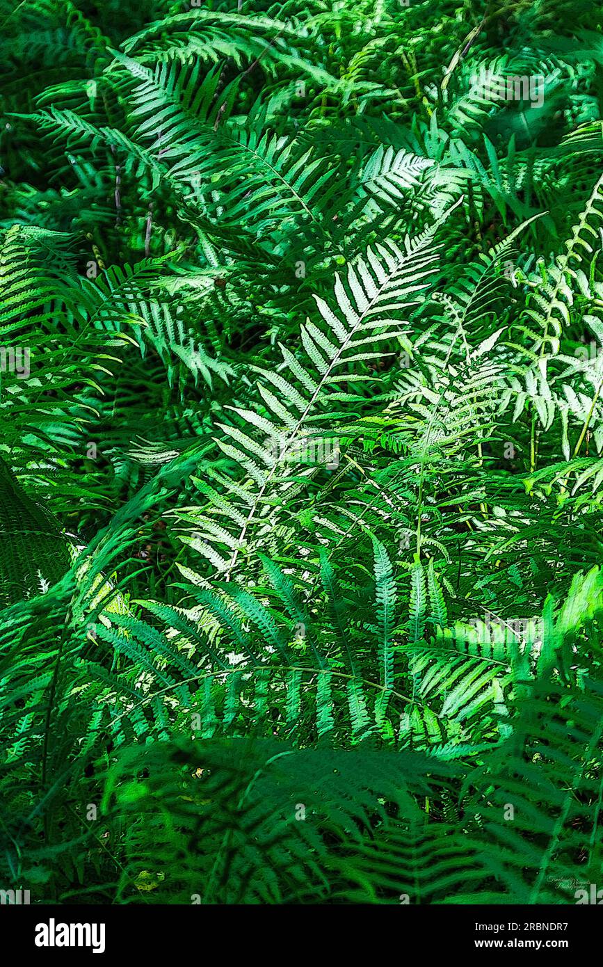 A portrait style natural abstract mixed media photo of some fern plants in Hot Springs Arkansas, United States. The summer sun was casting light and s Stock Photo
