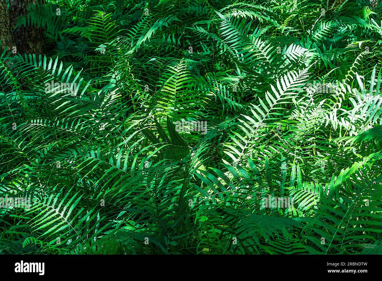 A natural abstract mixed media photo of some fern plants in Hot Springs Arkansas, United States. The summer sun was casting light and shadows on the b Stock Photo