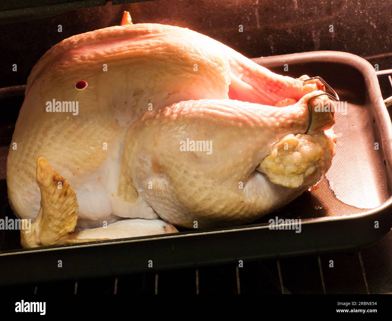 Bird in the Oven Stock Photo Alamy