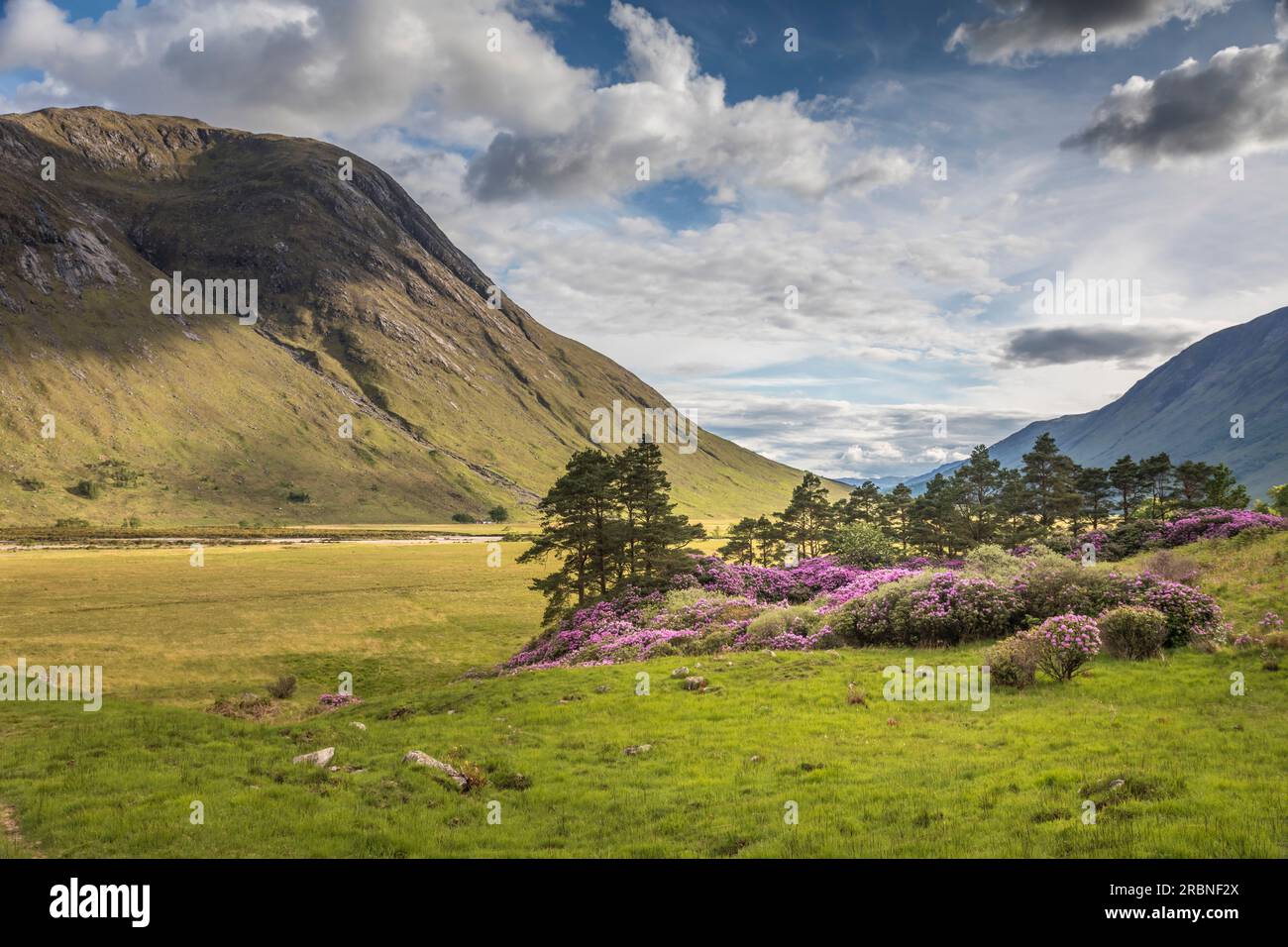 Rhododendrons highlands scotland uk hi-res stock photography and images -  Alamy
